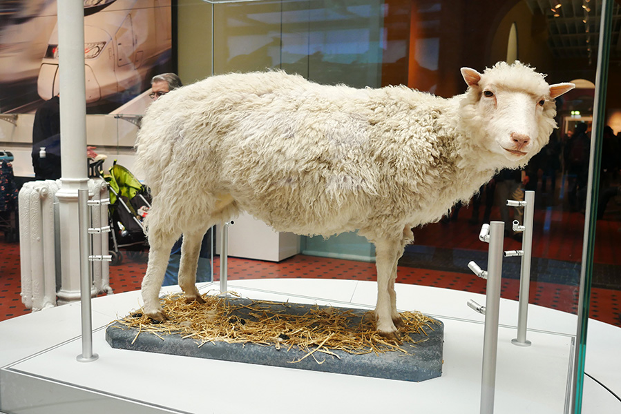 Dolly the sheep A taxidermy of Dolly the sheep at the National Museum of Scotland.