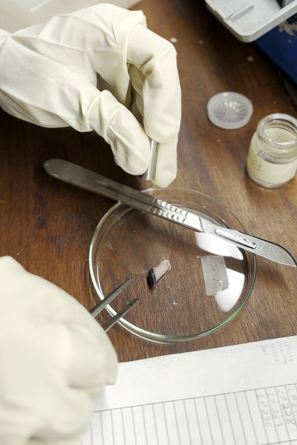 Dolphin tissue sample Photograph shows someone’s hands in latex gloves manipulating a small piece of tissue in a petri dish.