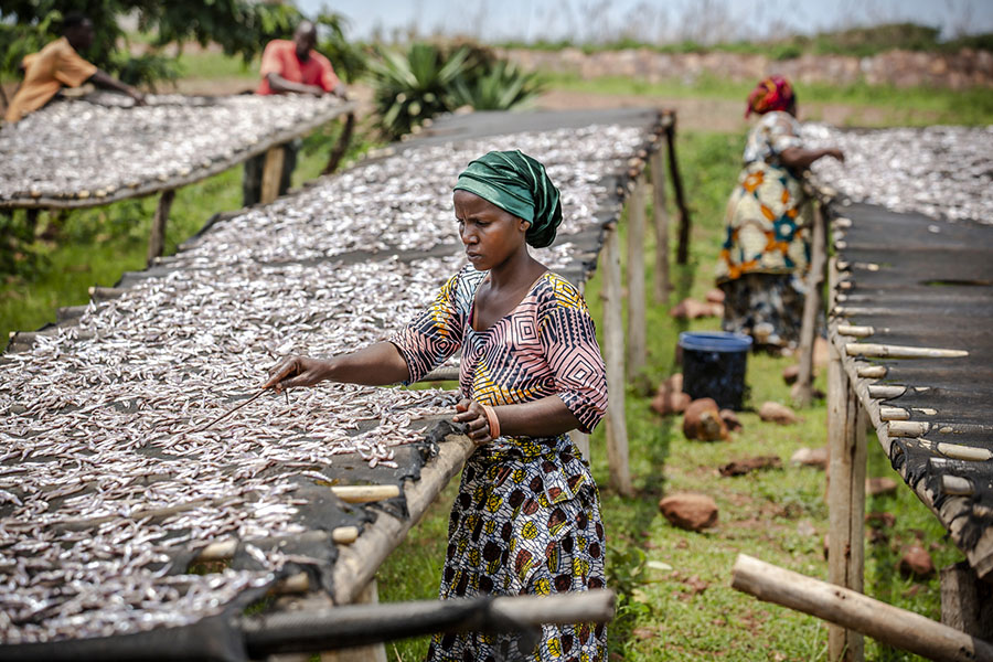 A woman spreads out sprats in the sun on large platforms. In the background, other women can be seen doing the same.