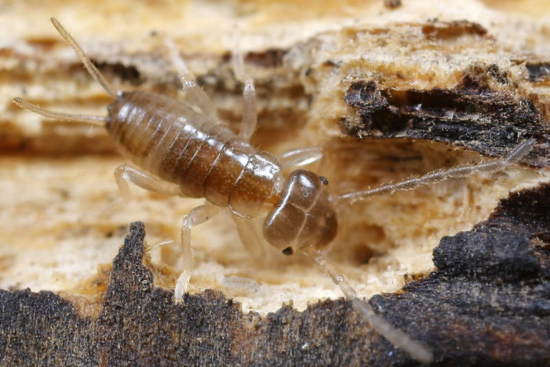 Photo of an earwig nymph. It looks in many respects like an earwig adult, but younger.