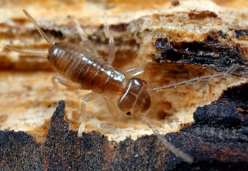 Fascinating facts about the social lives of earwigs | Knowable Magazine