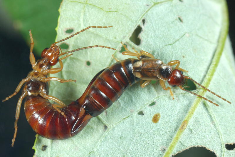 Photo of two earwigs mating on a leaf. Their bodies are twisted.