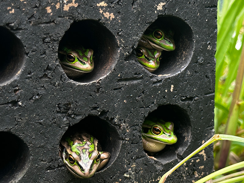 Several frogs peek out from holes in a concrete block.