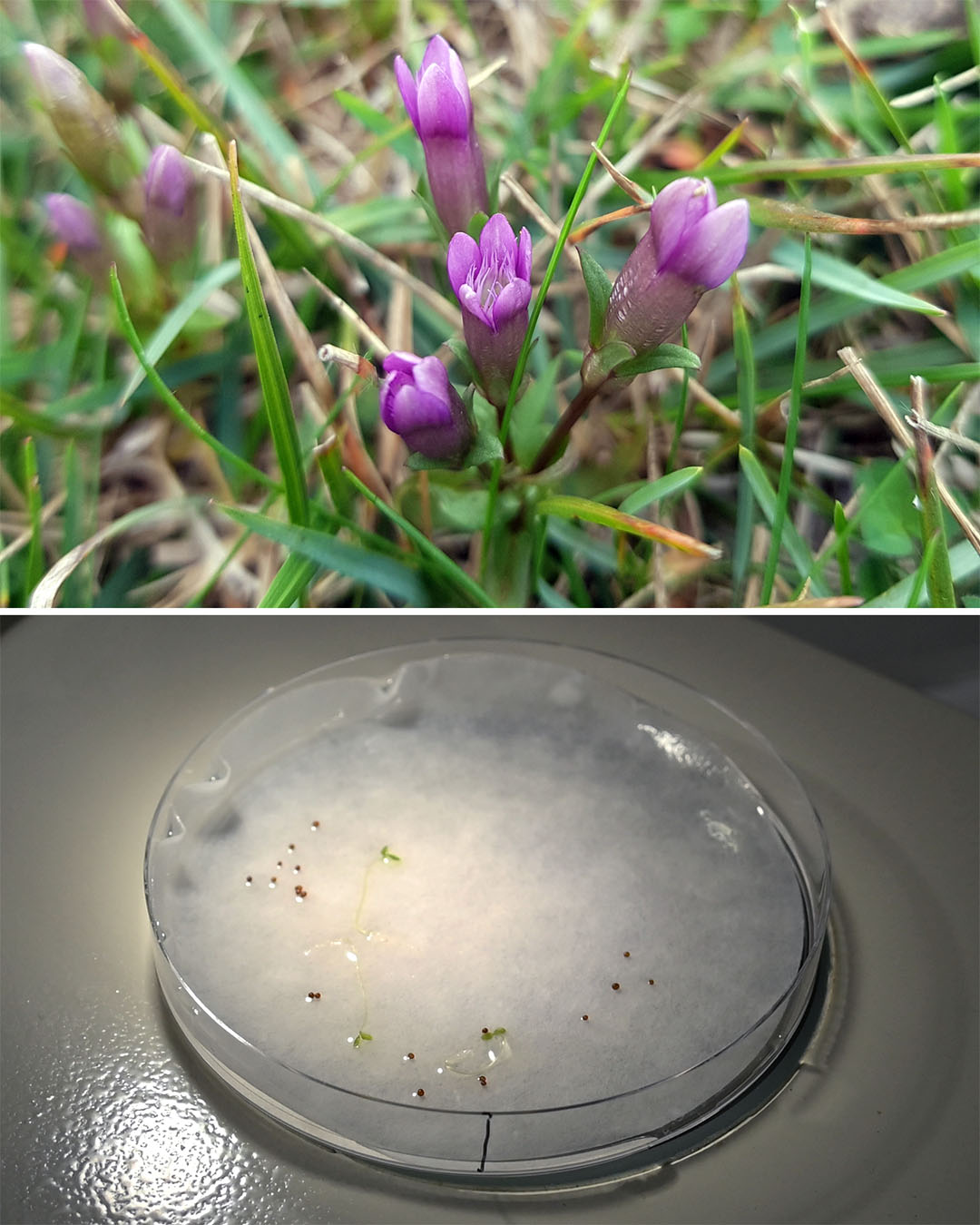 Seed germination Two images. The top image is a plant with purple flowers. The bottom image is of a petri dish with seeds in it.