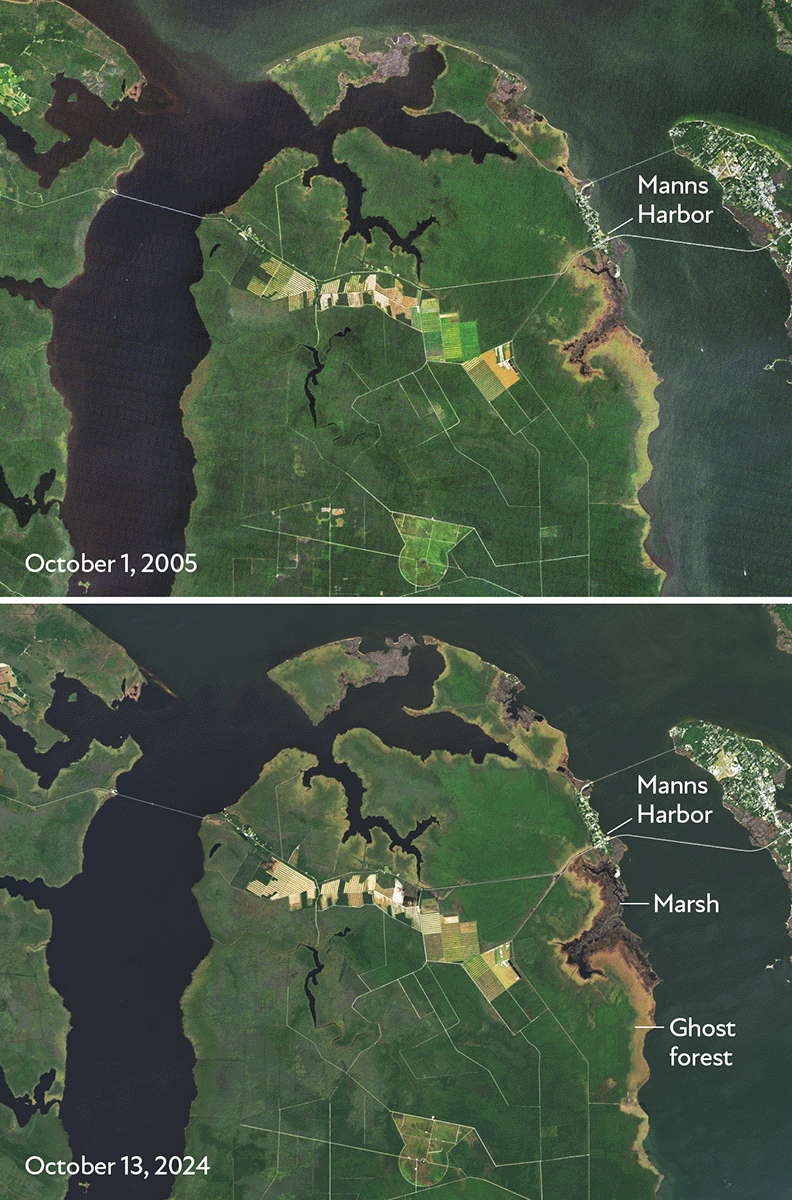 Albemarle-Pamlico Peninsula A coastal patch of dead forest, visible in two satellite images, has expanded inland between 2005 and 2024.