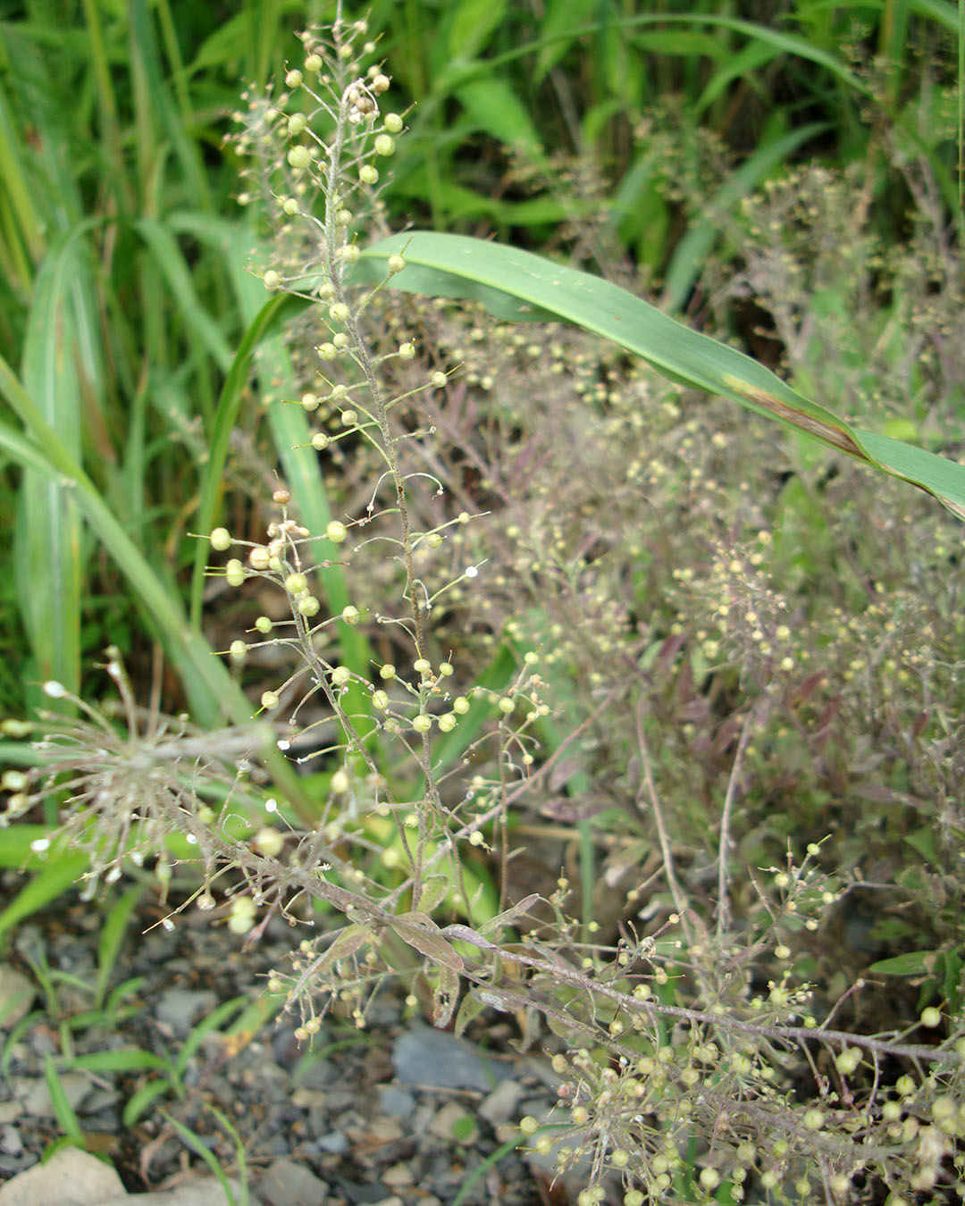 Globe bladderpod Photograph of a plant bearing many round pods.