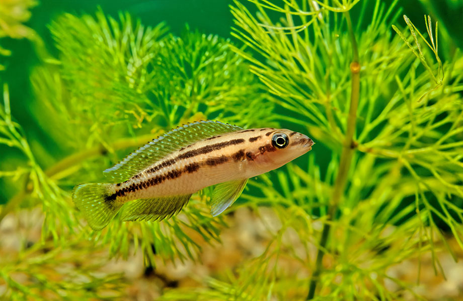 A small striped fish swims among plants in a tank.