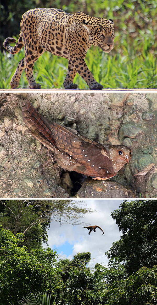 Tres fotos. La primera muestra a un jaguar, la segunda un ave y la tercera a un mono saltando entre dos árboles.
