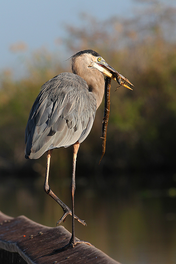 Photo of a heron with an eel in its beak.