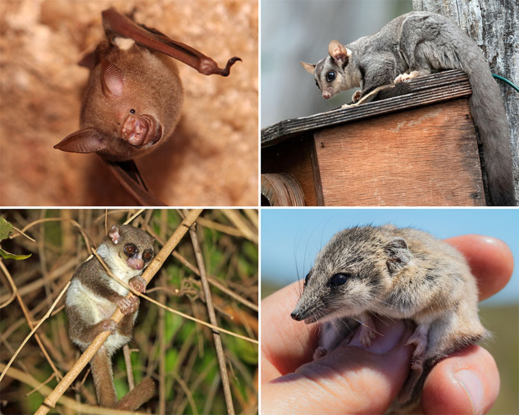 Photos of four cute animals