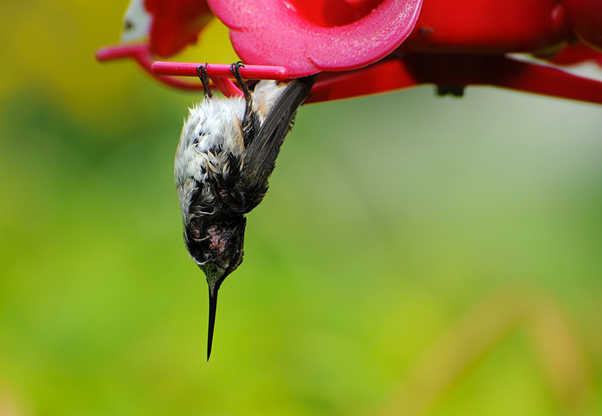 Amazing evolutionary adaptations of hummingbirds | Knowable Magazine