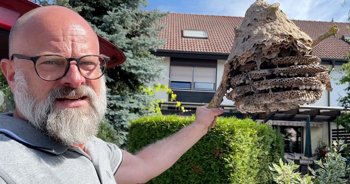 A photo shows a man with glasses and a white beard holding up a large portion of a broken wasp nest, still attached to a branch. The nest interior shows a large honeycomb pattern of individual wasp cells, arranged in layers.