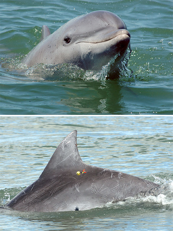 Lahille’s dolphin biopsy Two photographs of Lahille’s dolphins. In one image, the dolphin has its head out of the water. In the other, a dart biopsy is being taken.