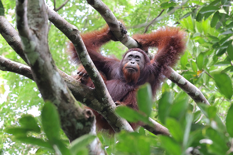 Photo of an orangutan in a tree.