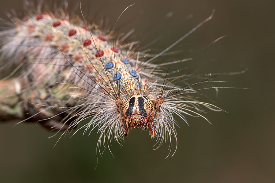 A bristly caterpillar faces the camera, with its body in soft focus.