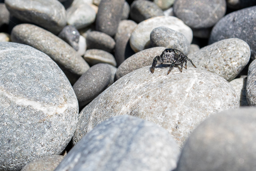 A spider crouches on some pebbles.