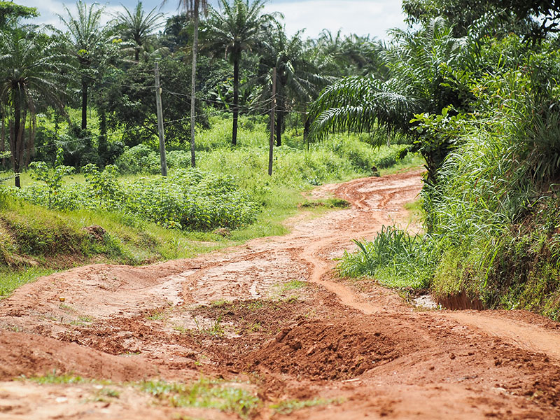 Photograph of an unpaved road of red dirt surrounded by thick vegetation.