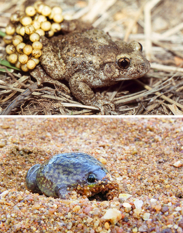 Photos of a toad with lots of eggs on his legs (top) and a frog in sand (bottom).