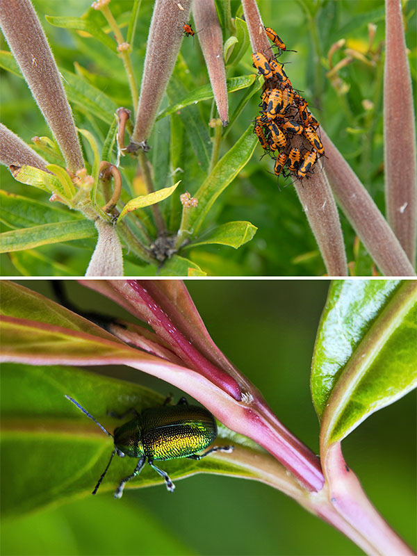 Large milkweed bug, dogbane beetle Photo of two bugs that feed on toxin-containing plants.