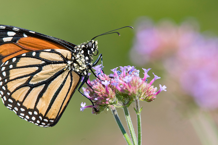 A monarch butterfly covered in pollen grains sits on a flower.