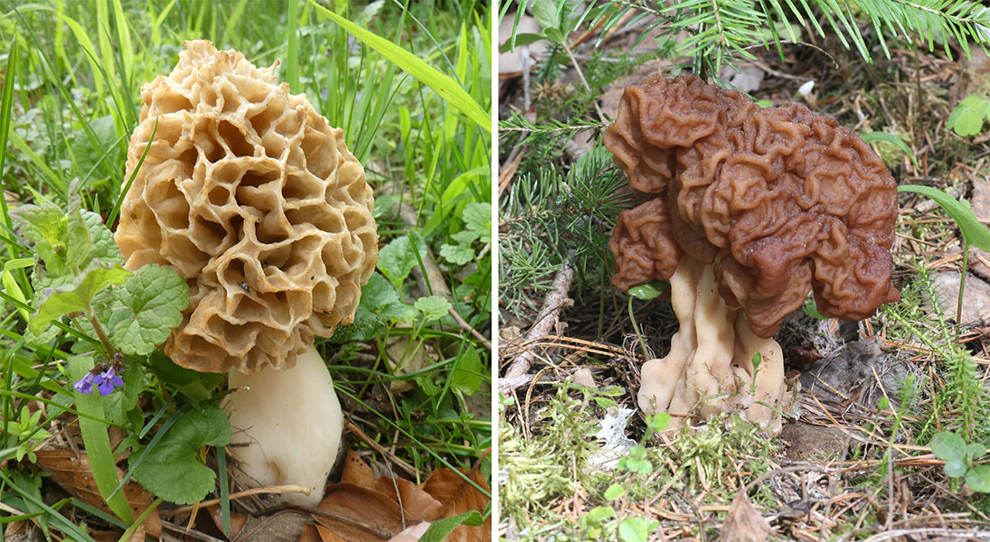 Two photos; one shows a true morel and the other shows a false morel.