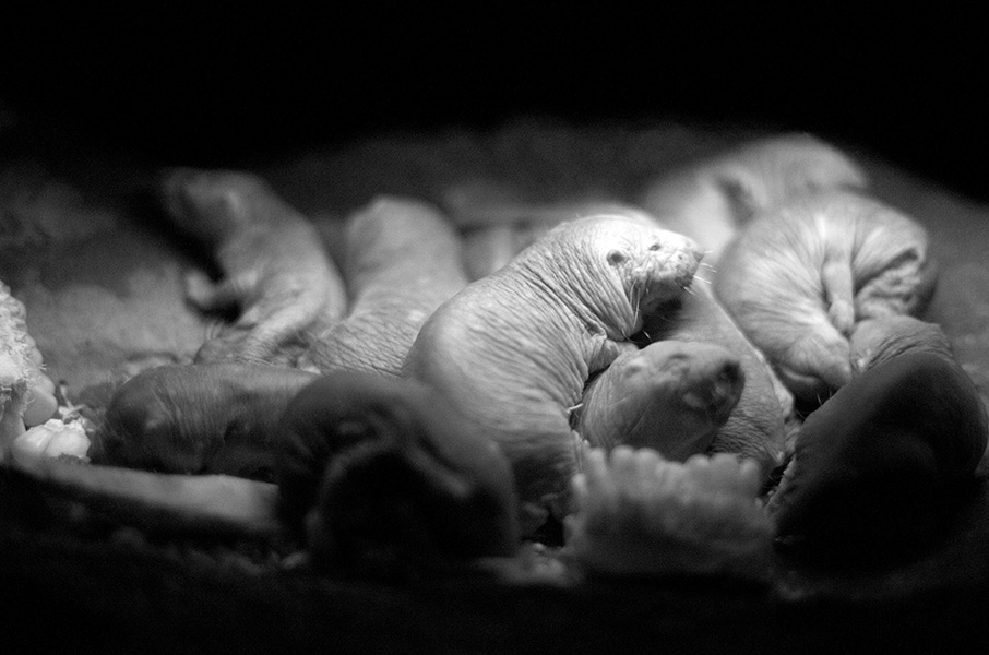 Photo of some snuggling naked mole rats