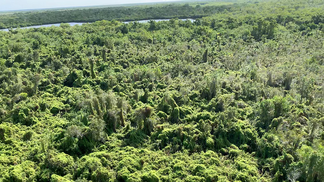 Aerial view of the Everglades showing vast swaths of trees covered with fern. 