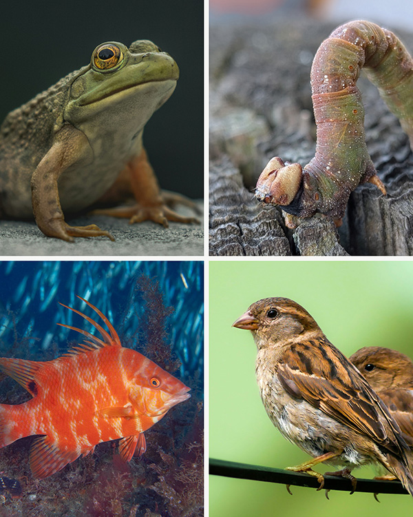 Photographs of an insect larva, bird, fish and frog in a 2-by-2 grid.