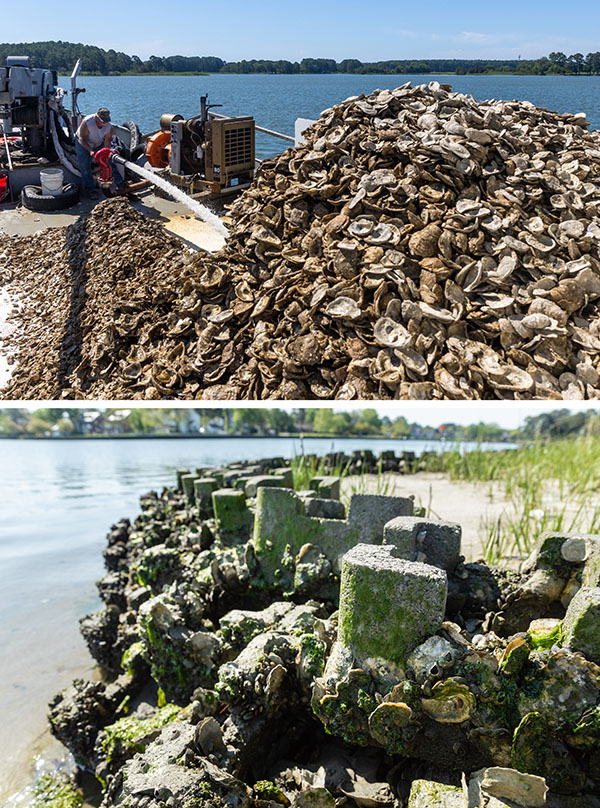 Types of oyster restoration Top photo shows a man on the deck of a boat covered in oyster shells. Bottom photo shows a segment of shore with oyster castles. Oysters are attached to the castles.