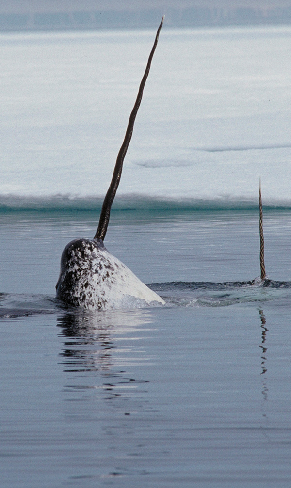Photo of a narwhal in the water with its tusk pointed skyward.