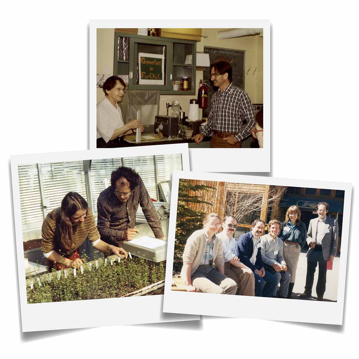 Arabidopsis early days Collage of three old photos: scientists talking in a lab, two researchers in a greenhouse looking at flats of seedlings, and six scientists smiling for the camera while seated outside.
