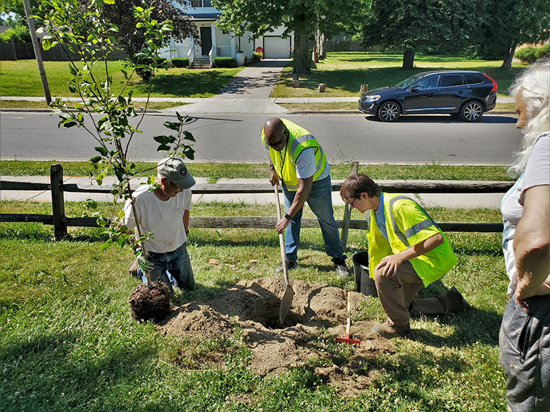 Photo shows workers digging a hole to plant a young tree on a grassy lawn.