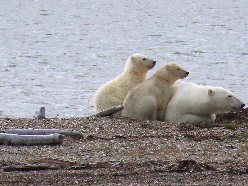 Polar bear and cubs Photo of a mother polar bear with two cubs snuggled close to her, on a beach by the water.