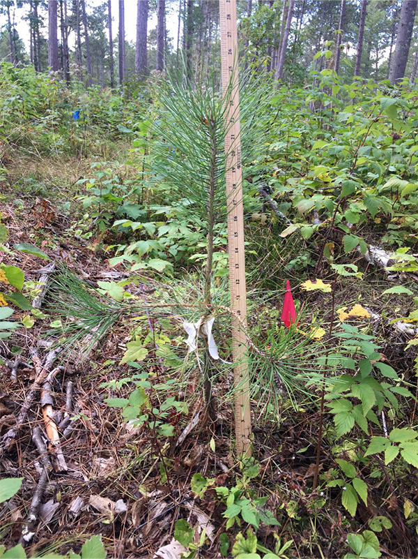Photo of a young ponderosa pine with a yardstick next to it. 
