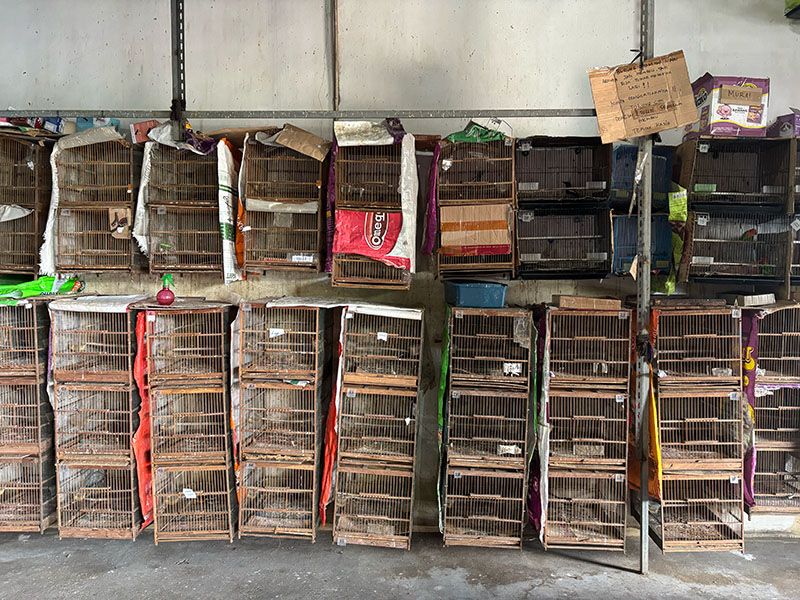 Caged songbirds for sale More than two dozen stacked cages holding songbirds.