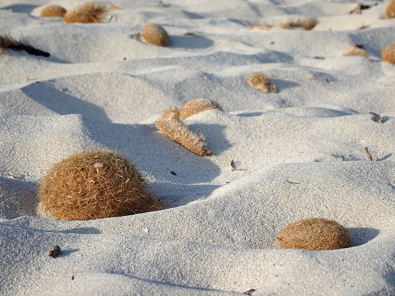 Fibrous brown balls on a sandy beach