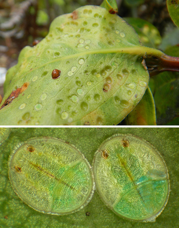 Psyllids and galls Photograph of psyllid insect and galls the young develop in, on a leaf.