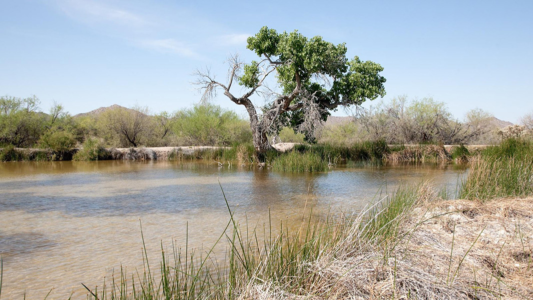 The image shows a body of water surrounded by arid land. A tree stands out in the middle of the spring and mountains can be seen in the background.