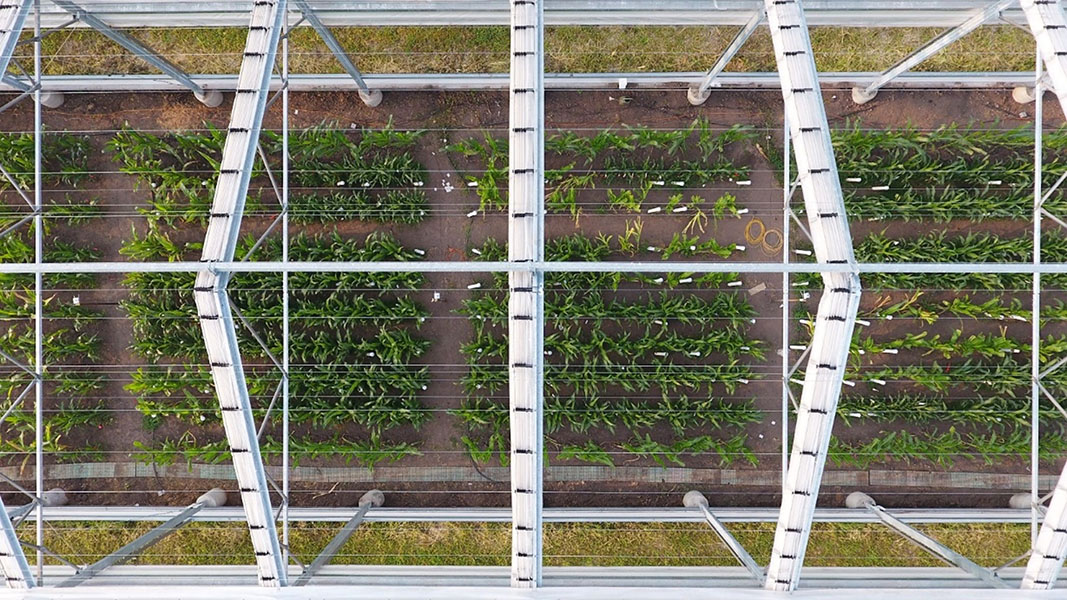 Rainout shelter Plots of growing plants are observed from above, housed under a structure with white struts and roof supports.