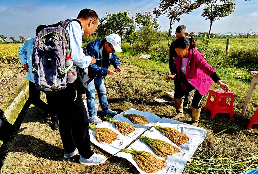 Fungal virus boosts rice yields People gather around rice sheaves laid out on a white cloth; three sheaves are noticeably longer than the other three.