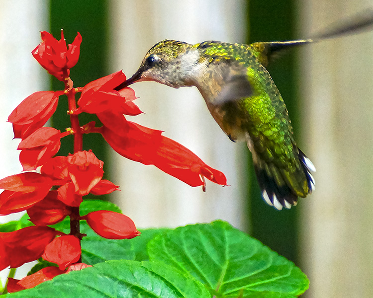 A hummingbird hovers at a flower.