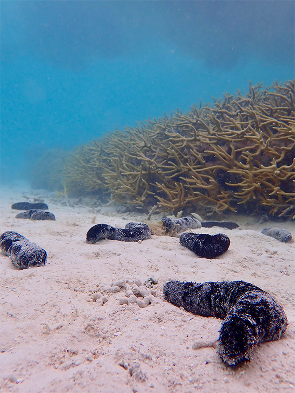 Sea cucumbers on seafloor Photo shows half a dozen dark sea cucumbers sliding across the sandy seafloor. Trails of excreted sand are visible.