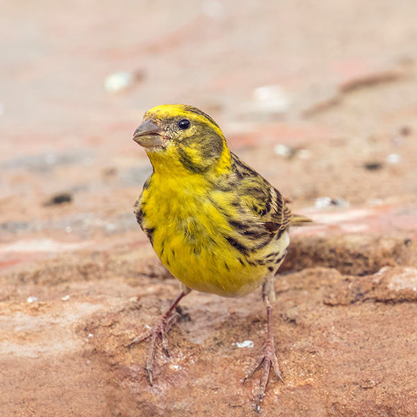 Small yellow bird with black spots.