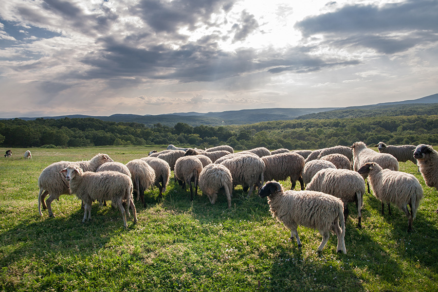A flock of sheep grazes in a meadow