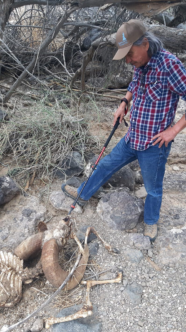 A man wearing jeans, a khaki baseball hat and a blue, red and white checked shirt examines the remains of a bighorn sheep.