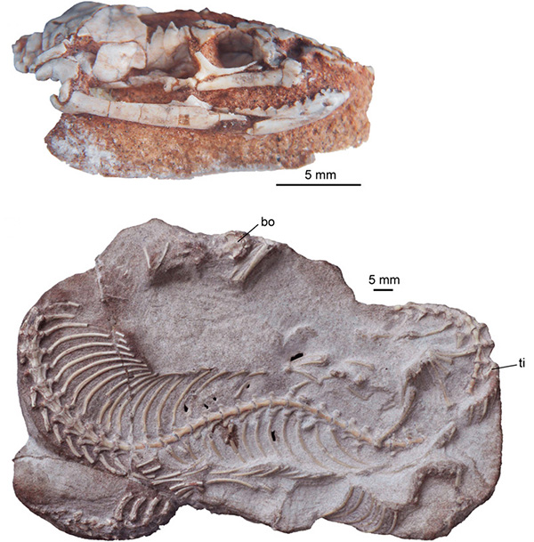 Fossils show the head and body of a snake.