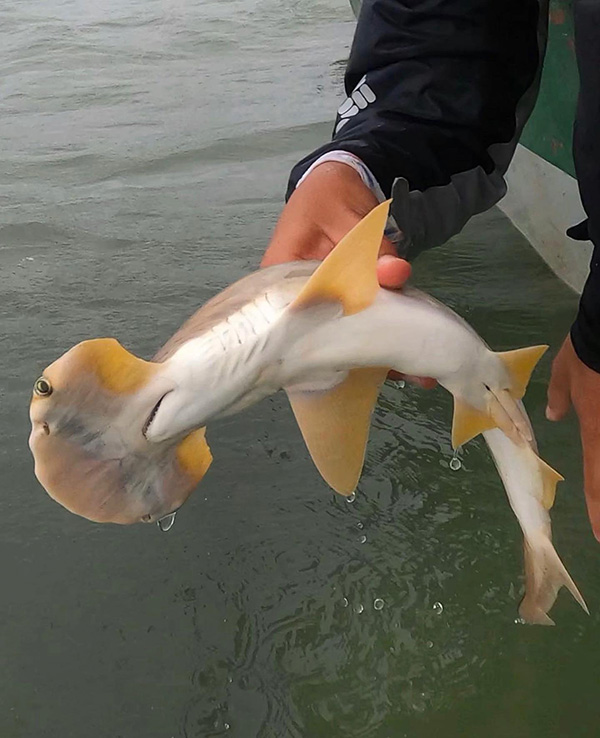 A small white shark, with yellow edges, is held above the water. It is a specimen of Sphyrna corona.