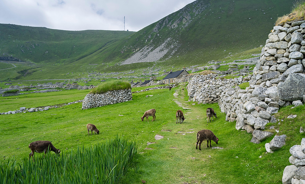 Green grass-covered valleys and hills, stone walls and buildings — and grazing Soay sheep.