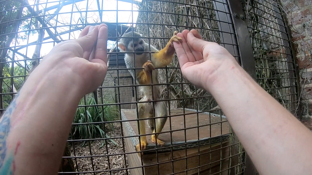 A monkey in a cage reaches toward one of two outstretched hands that are both closed as if they hold an object.