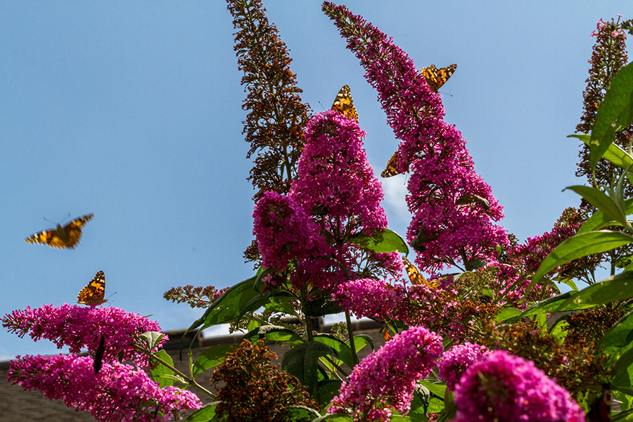 Butterflies swarm around a tall, purple flower.